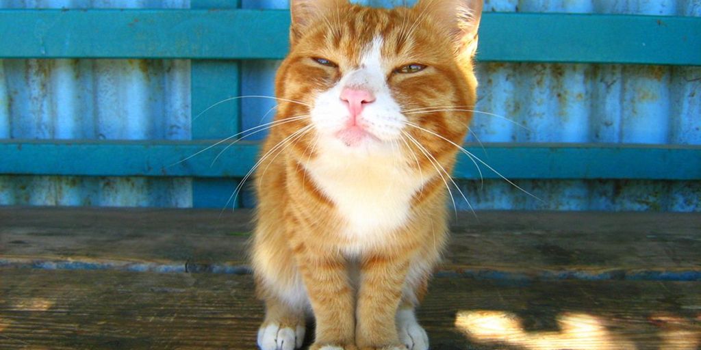 cat boarding services with happy cats and caretakers