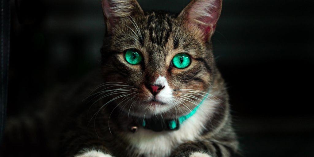 cat boarding facility with unvaccinated cats