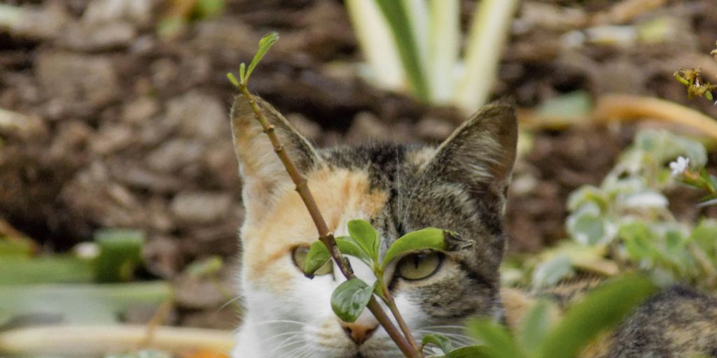 white and brown cat on brown dried leaves