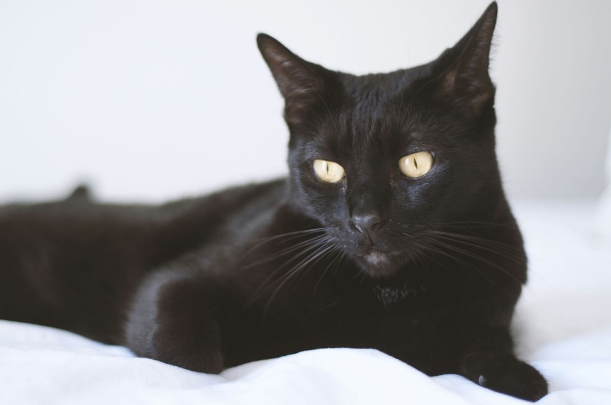 Hypoallergenic Queries: The Bombay Cat Edition