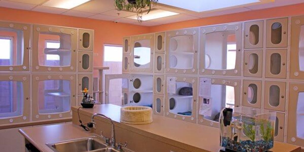 cat boarding facility with happy cats playing