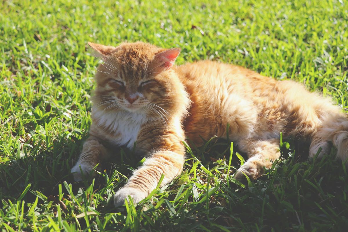 How Long Does a Cat Take to Recover from Jaundice? Vet Insights