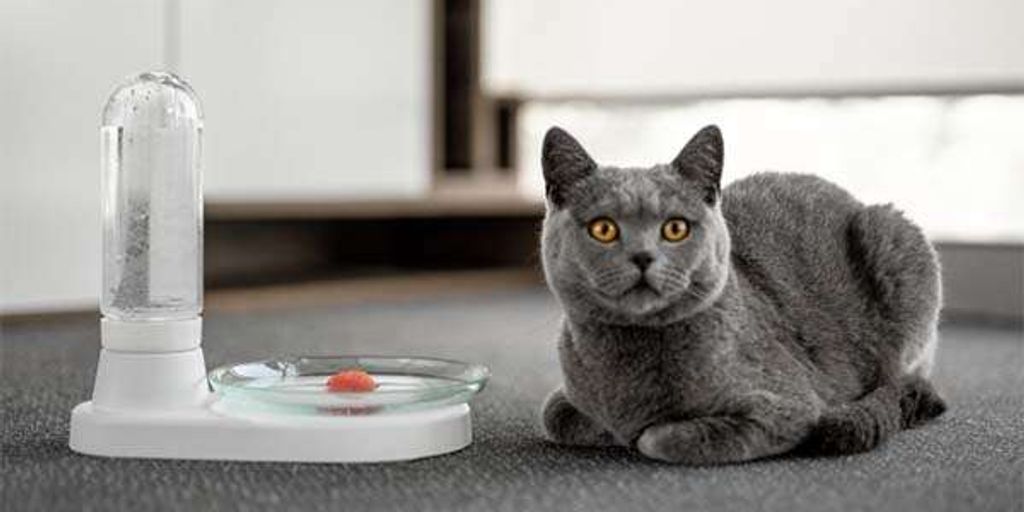 Top Spots for Cat Boarding Near Me: Ensuring Comfort and Care for Your Feline Friend