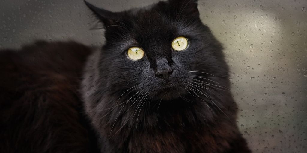 cat sitting service at home, pet owner packing suitcase