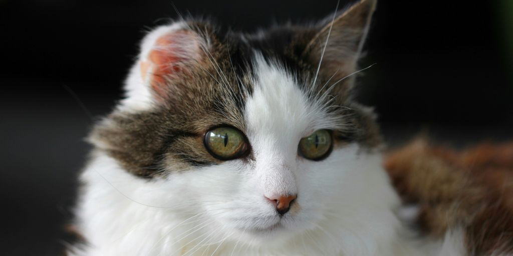 Autoimmune Diseases in Cats: Symptoms and Treatments - Cats Luv Us ... - Cat Autoimmune Disease Treatment