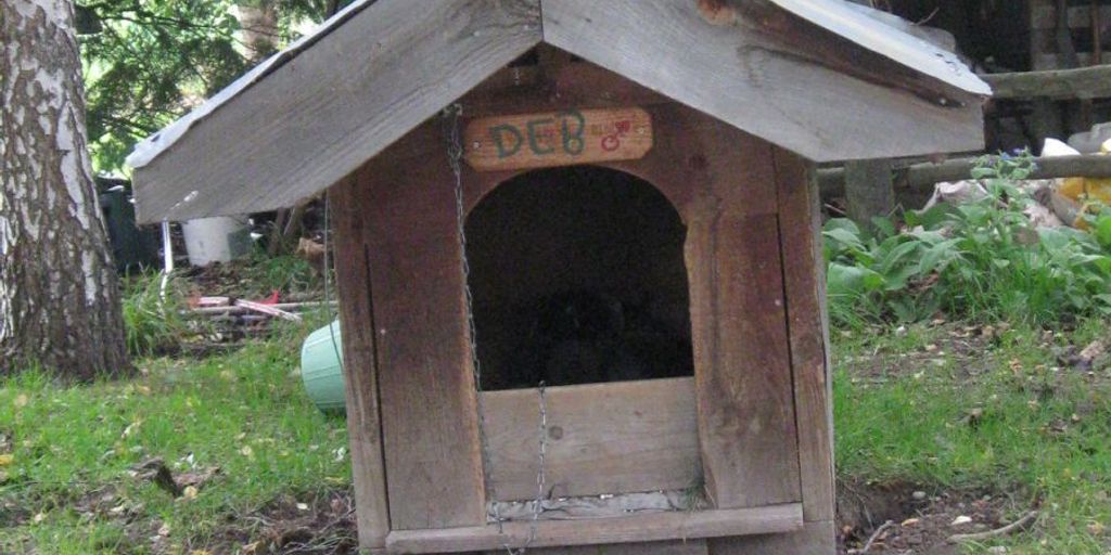 The Perfect Ambiance for Your Pet: Exploring Kitten Kennel Facilities