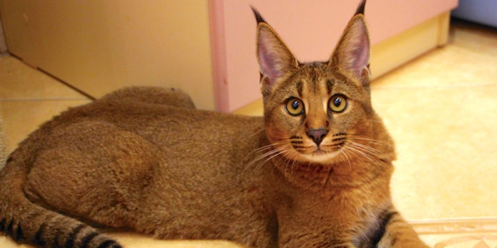 luxury cat boarding facility interior