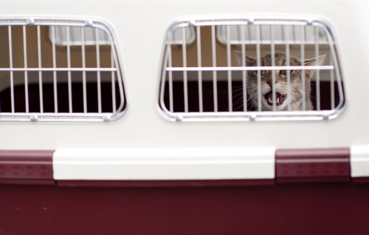 5 Affordable Cat Boarding Options Close to Home