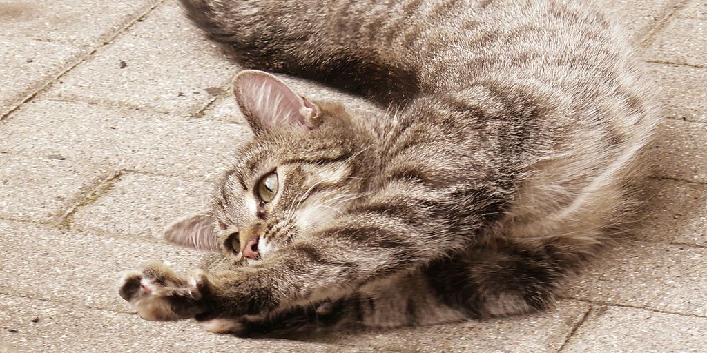 cat boarding facility with playful cats and comfortable amenities