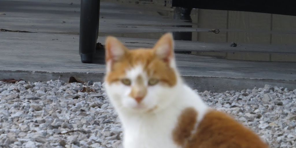 cats in boarding facility