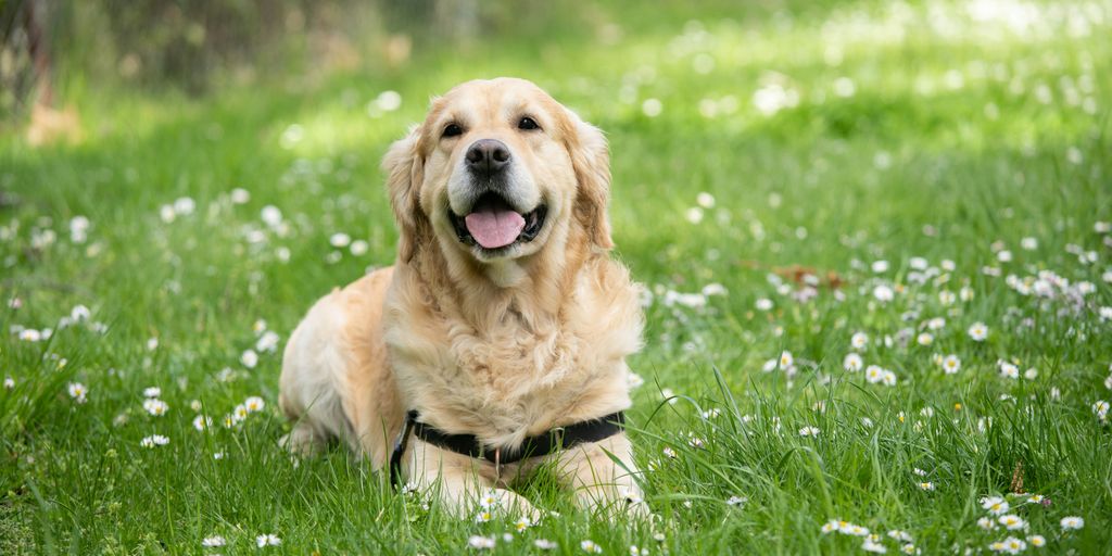 medium short-coated white dog lying on green grass field