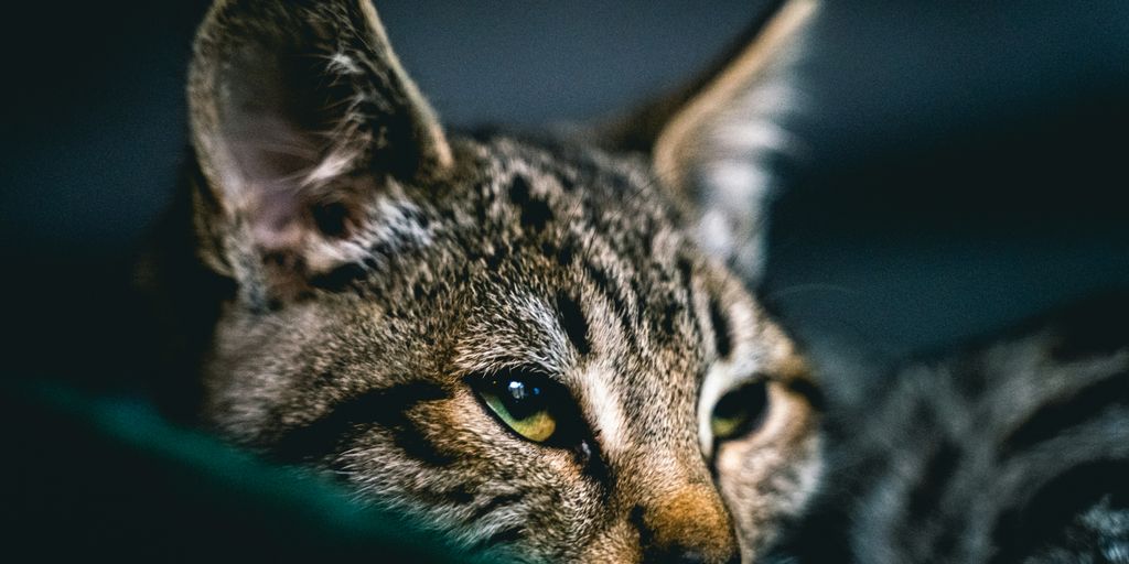 brown tabby cat in blue textile