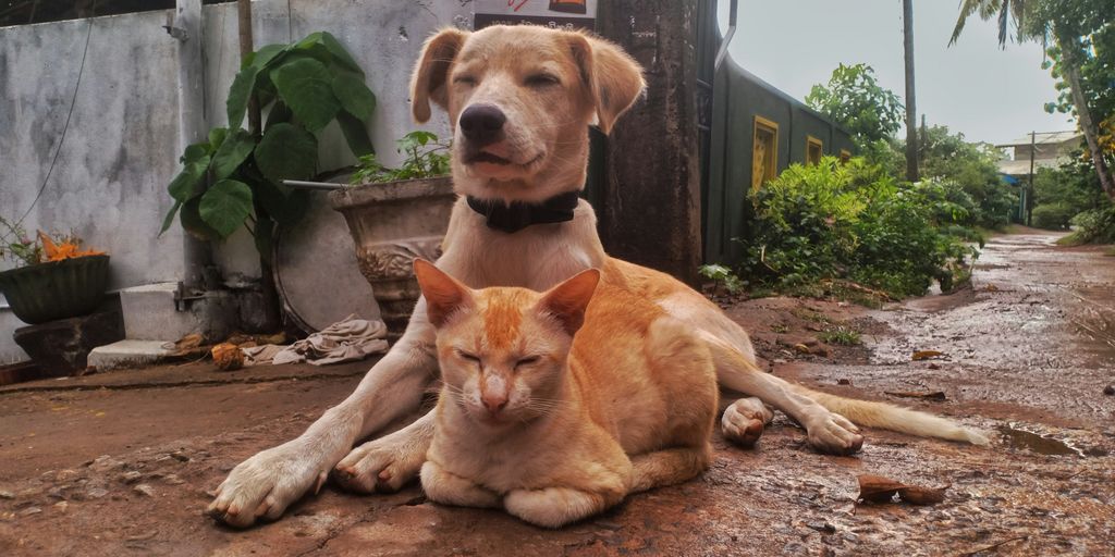 a dog and a cat laying on the ground