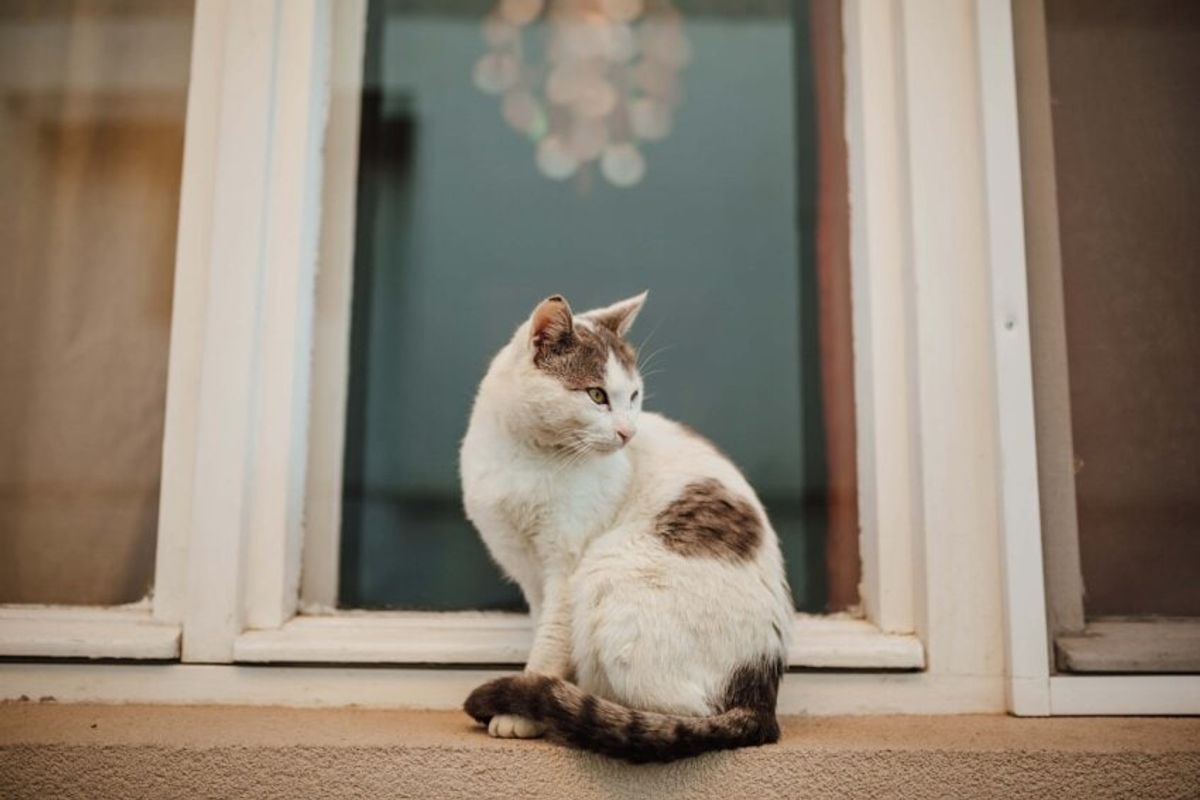 Fine the Best Private Cat Sitters Near You: Tips & Resources