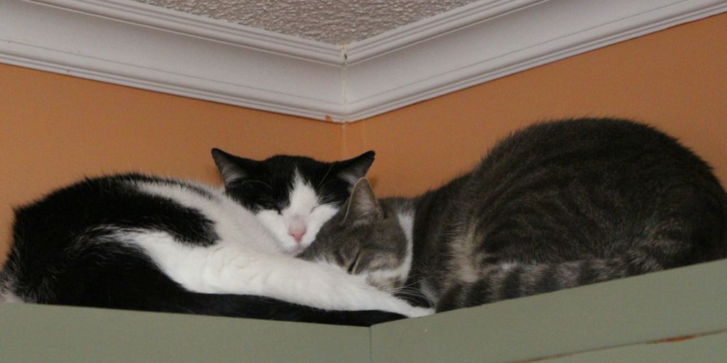 a couple of cats laying on top of each other