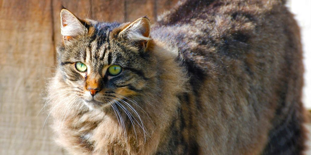 a cat standing in front of a wooden fence
