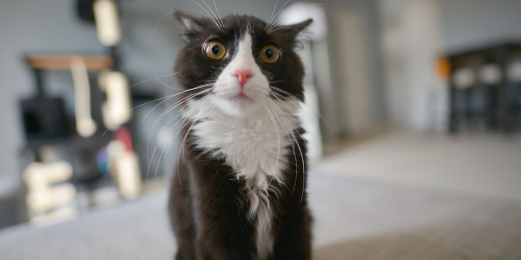 Cat boarding hotel at Cats Luv Us