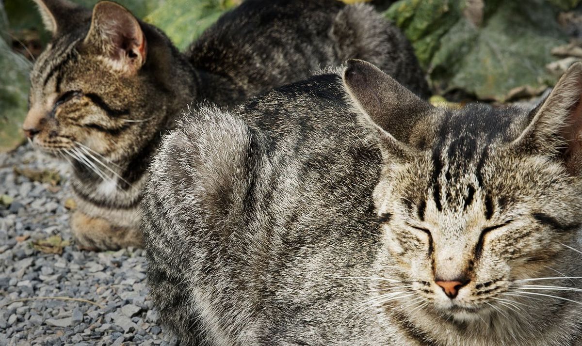 How to Ensure Your Cat Stays Comfortable While You're Away