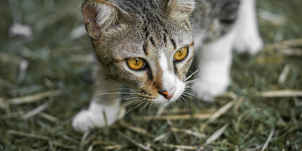 cat walking in green grass