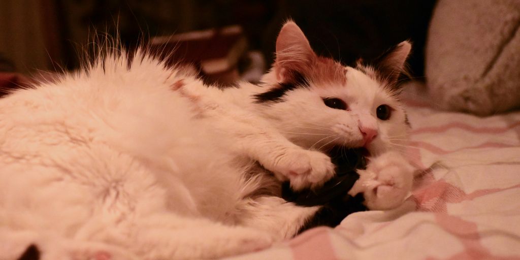 Turkish Van Health Problems: Common Health Issues in this Unique Breed