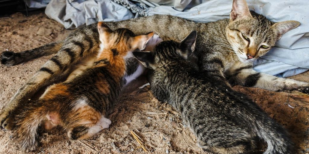 cattery with various breeds of cats, price tags, and happy customers