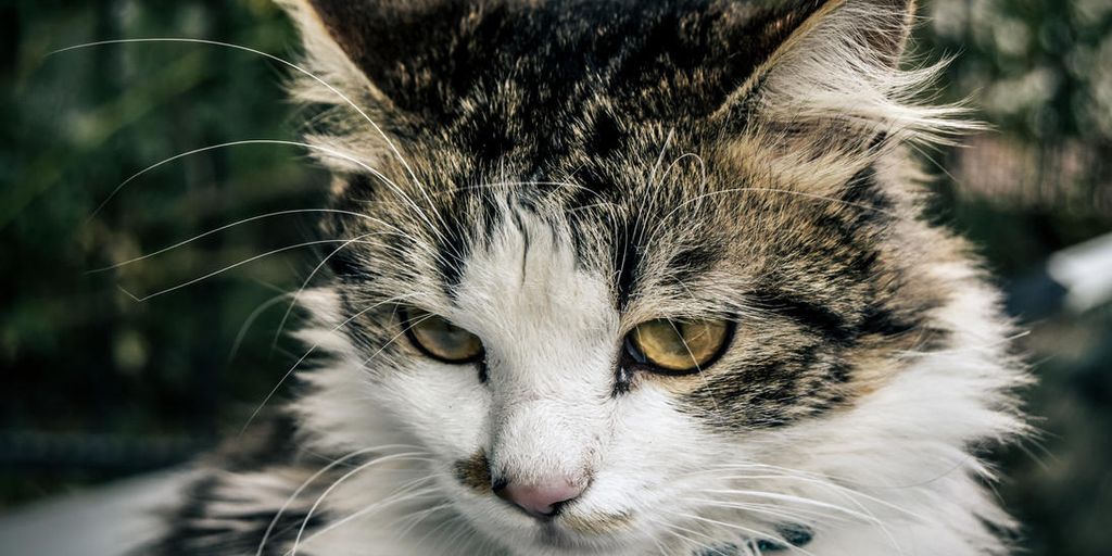 happy cat in a cozy cattery