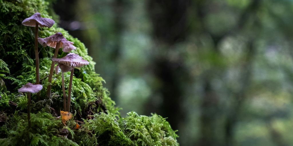 shallow focus of mushroom