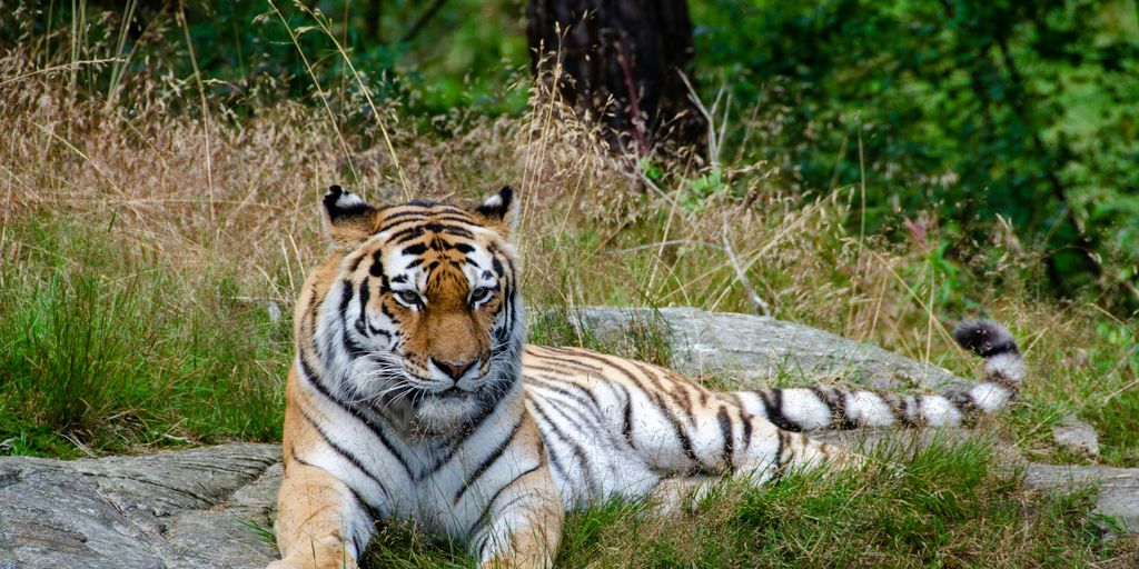 tiger lying on green grass during daytime