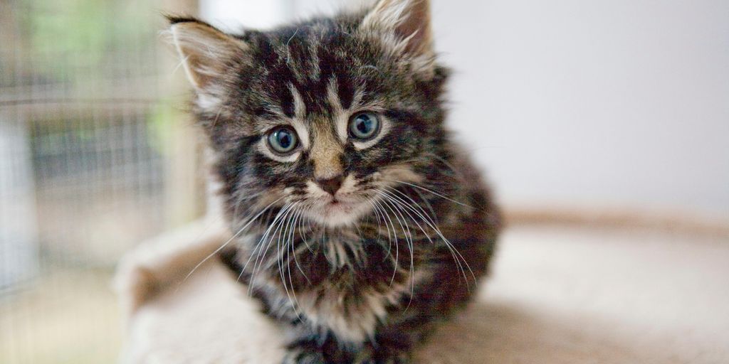 selective focus photography of brown tabby kitten on cat tree