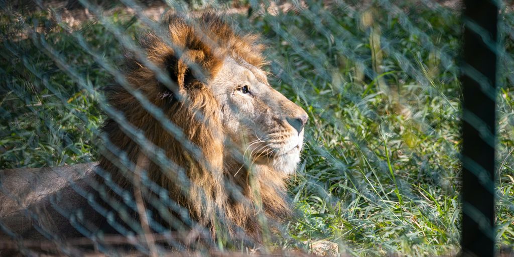 brown lion lying on green grass during daytime