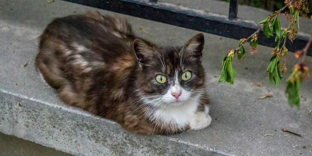 brown and white cat on gray concrete floor