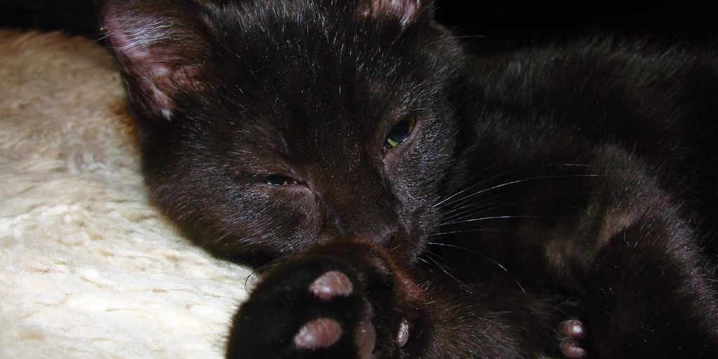 cat sleeping comfortably in cozy home setting