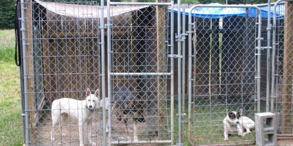 emergency cat boarding facility with caring staff and comfortable accommodations