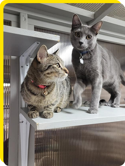 Two happy cats relaxing in their luxury suite at Cats Luv Us Boarding Hotel