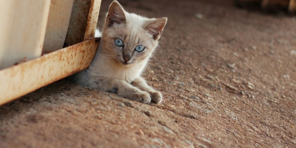 a small kitten with blue eyes looking out of a window