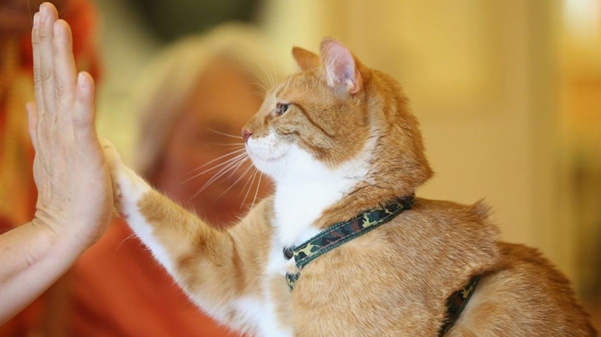 How to Find the Best Cat Vacation Care Near You: A Comprehensive Guide