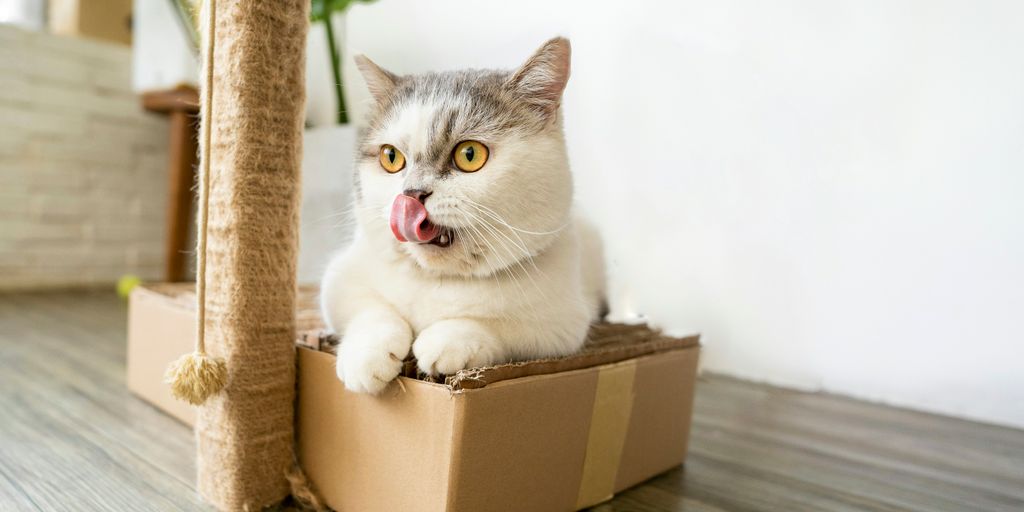 white and gray cat in brown cardboard box