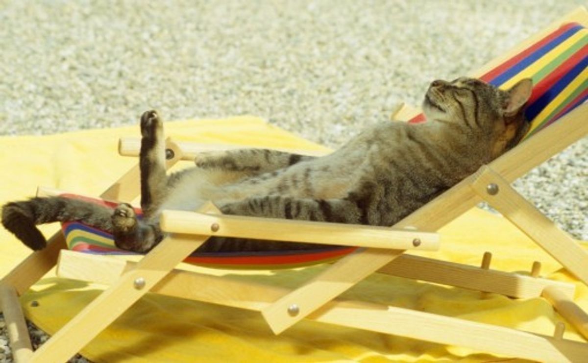 5 Tips for Boarding Your Cat While You're Away