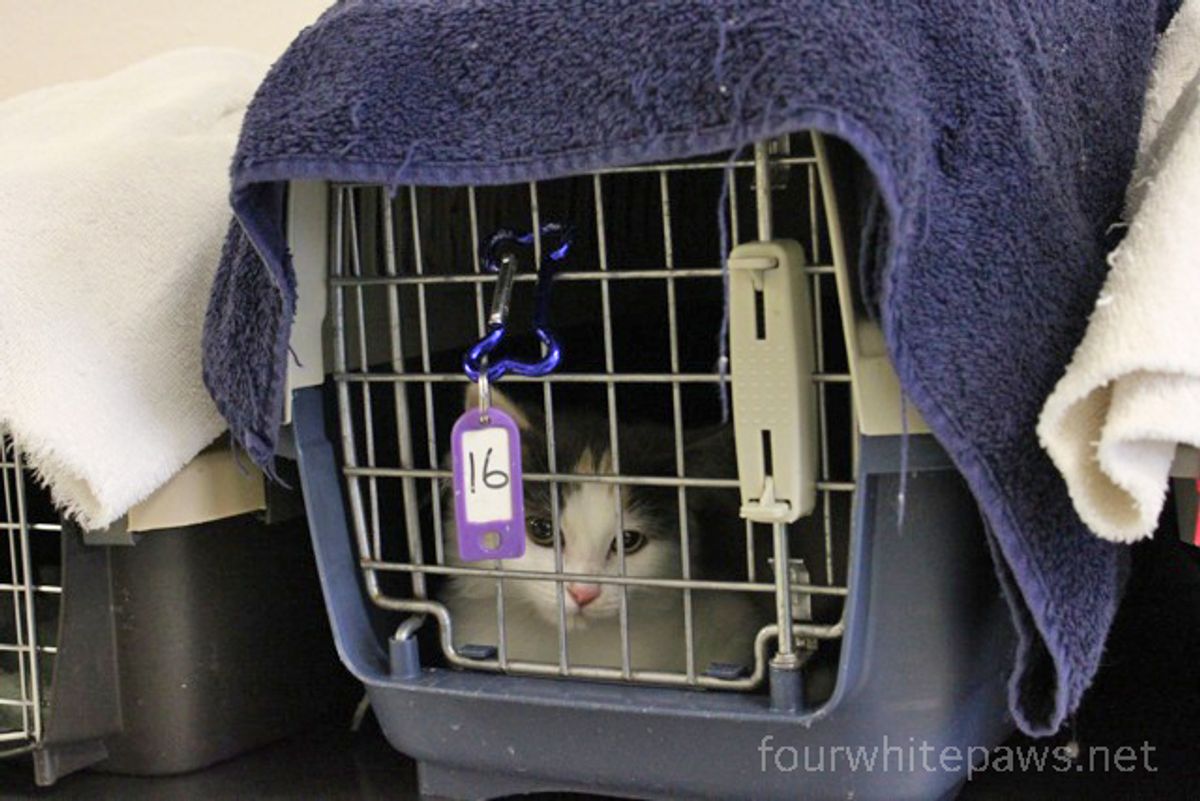 Top 5 Cat Catteries Near You: Ensuring Comfort &; Care for Your Feline Friend