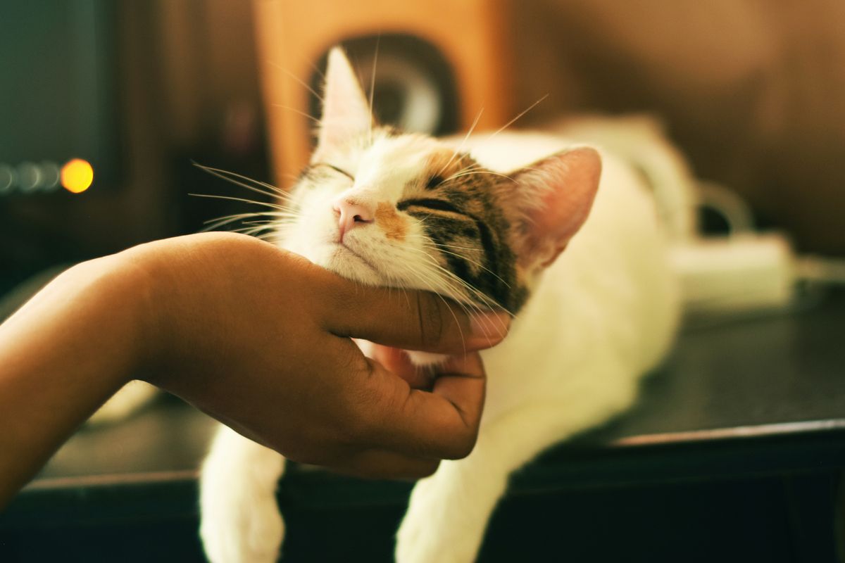 How Often Should You Brush Your Cat? A Guide to Grooming