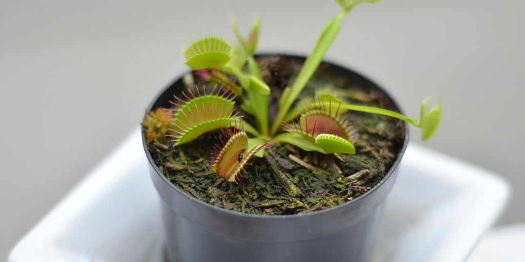 gray potted green plant