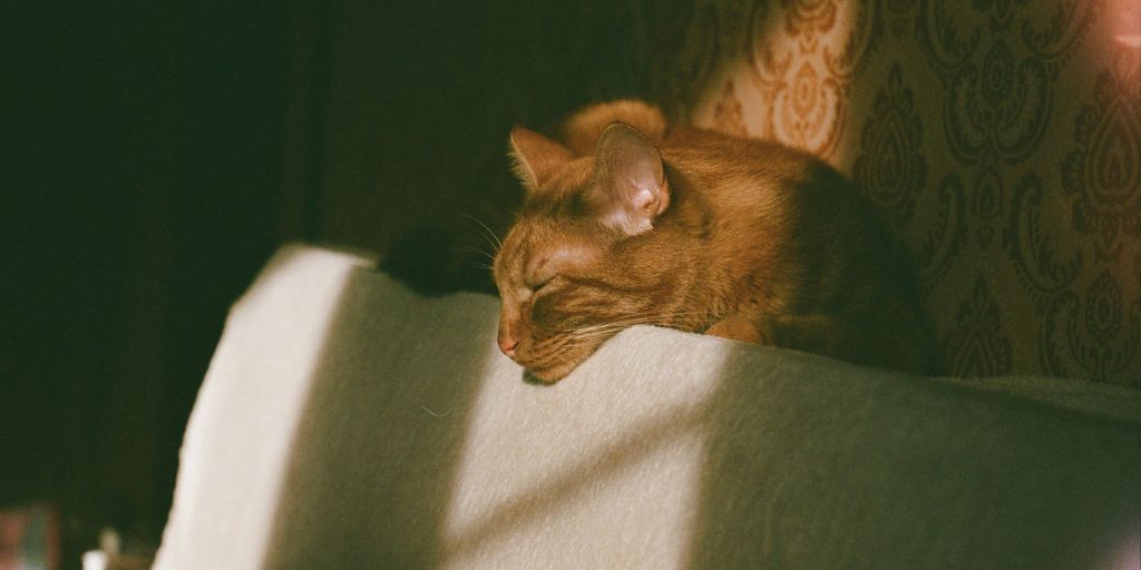 brown tabby cat on white textile
