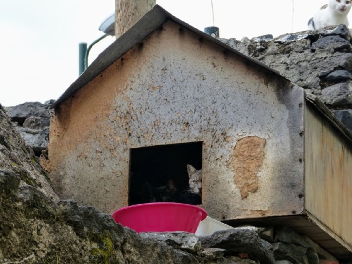 Exploring Top Feline Boarding Options Near You