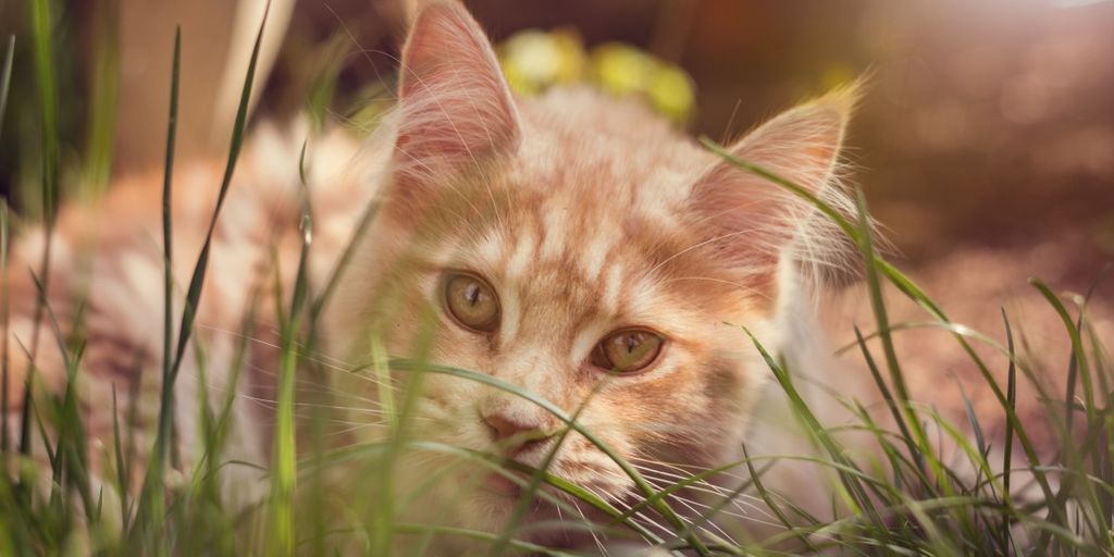 cat relaxing in cozy home environment