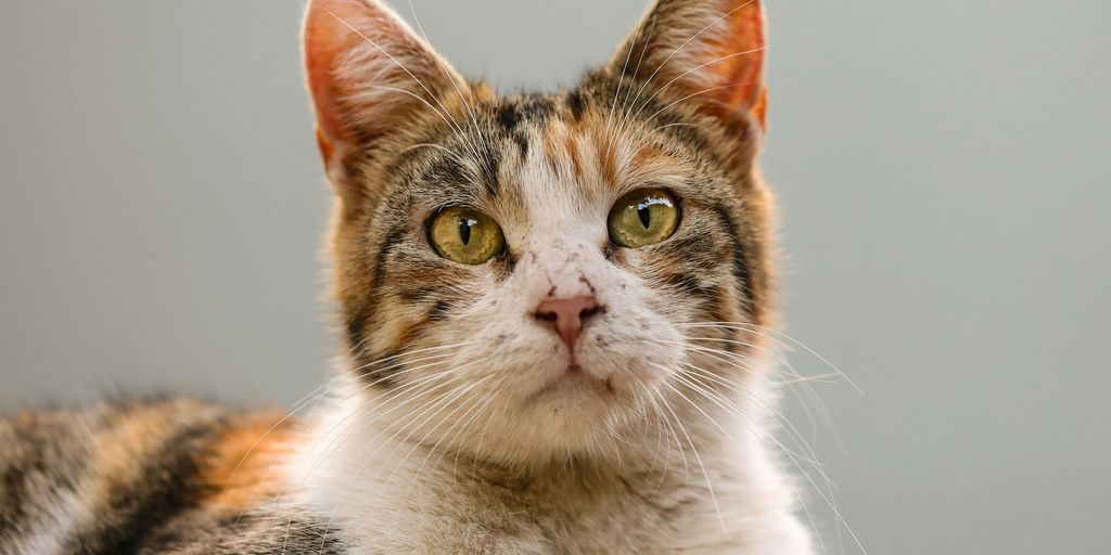 a close up of a cat looking at the camera