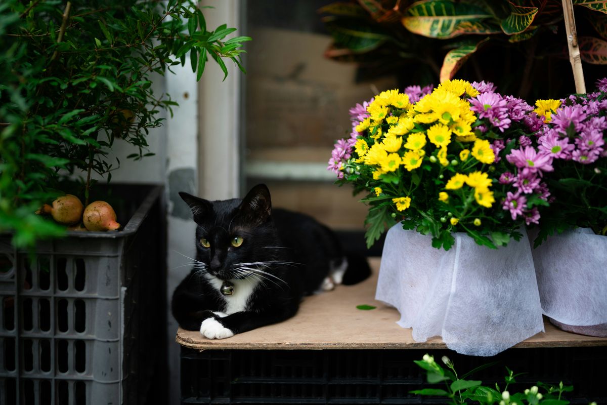 Does Alcohol Kill Fleas on Cats? Debunking Home Remedies