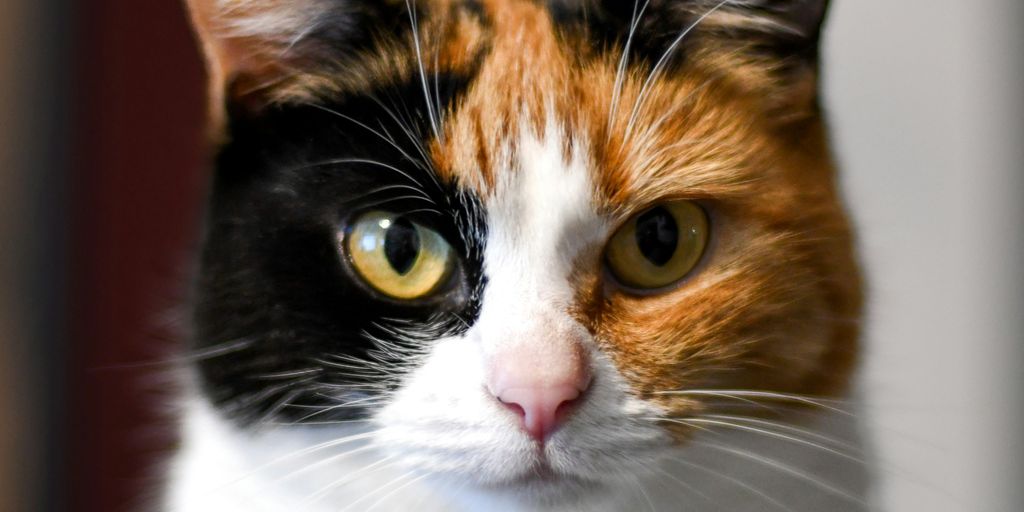 Retinal Detachment in Cats: Symptoms and Solutions