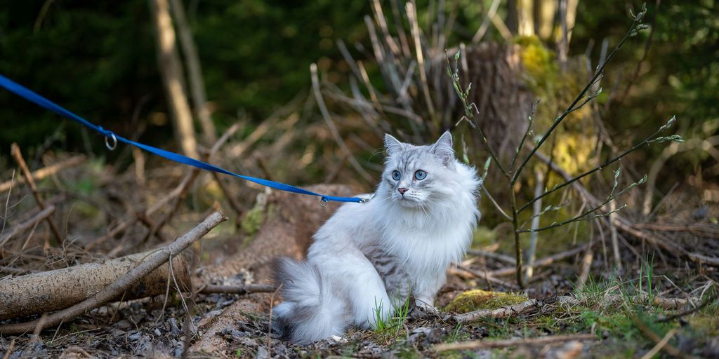 a white cat sitting on the ground next to a blue leash