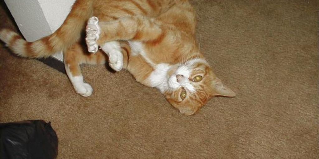 cat sitting service in a cozy home environment