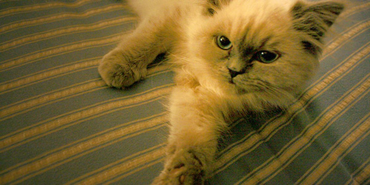 Finding Shelter in a Hurry: Top Emergency Cat Boarding Options